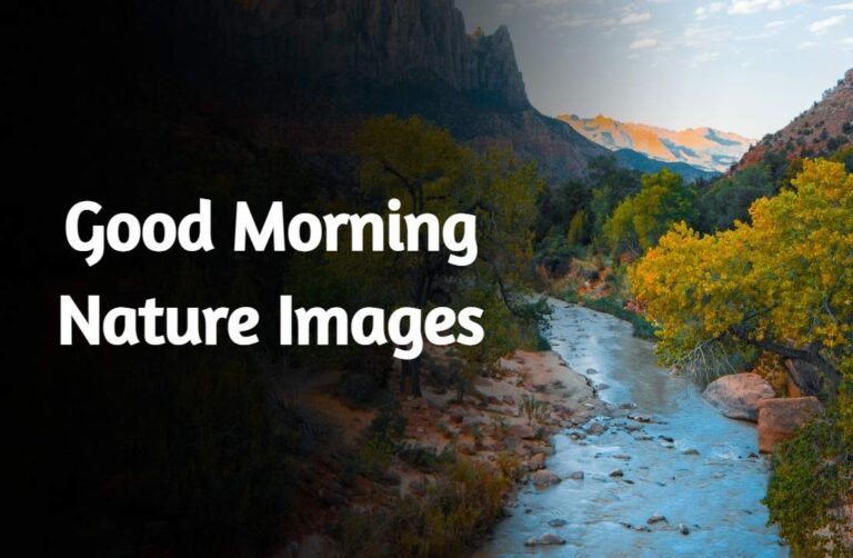 100+ Good Morning Nature Images