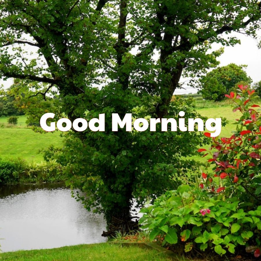 good morning forest images